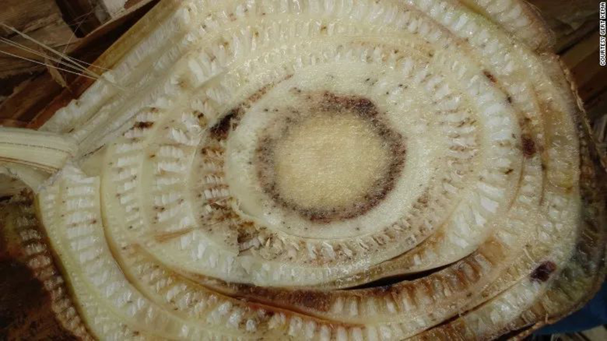 野生香蕉(香蕉的前尘往事,如今的香蕉基因都相同?