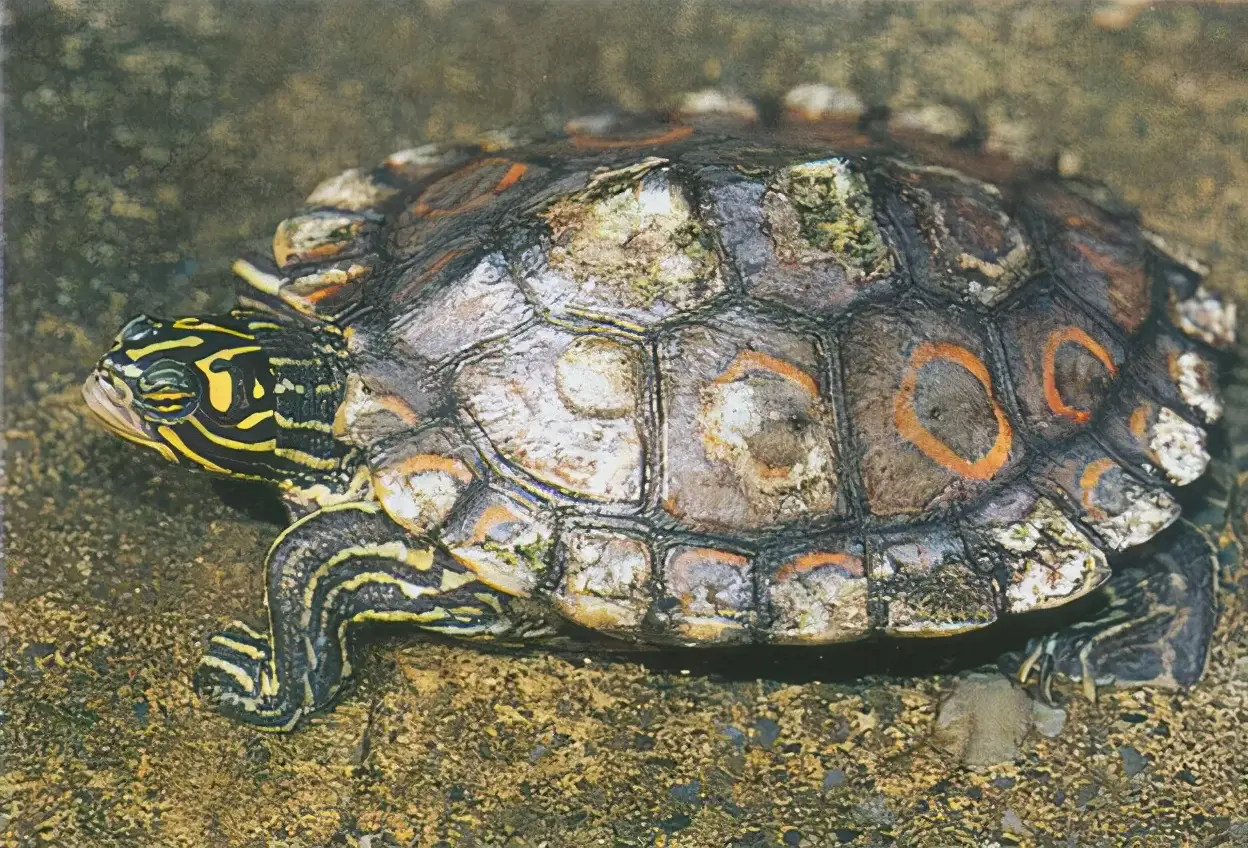 乌龟的种类图片及名称（乌龟的品种图片）