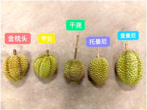 如何挑选榴莲以及榴莲的常见问题解答