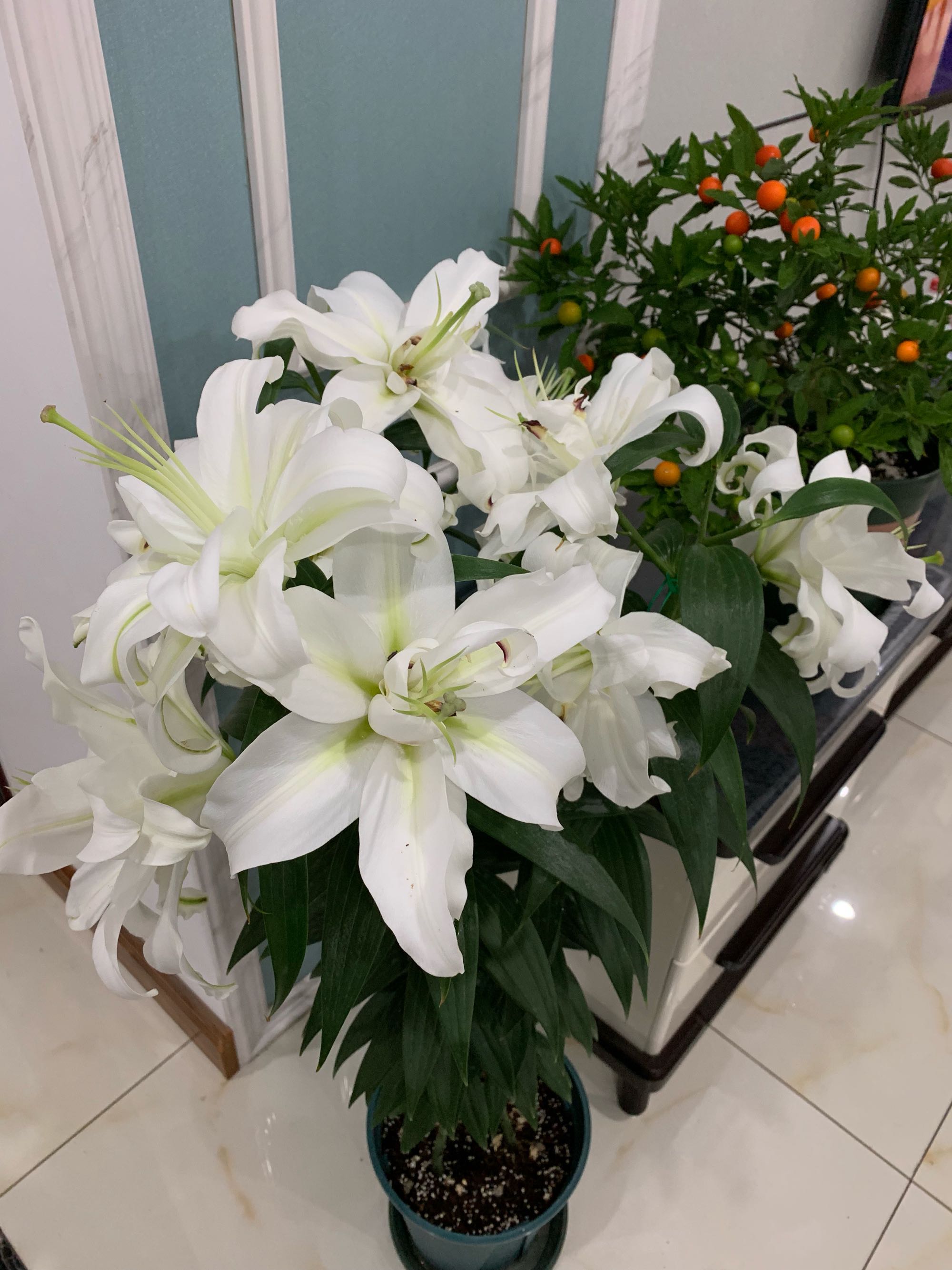 百合花界的“巨无霸”—爱莎，花型巨大，又美又香，阳台也能养