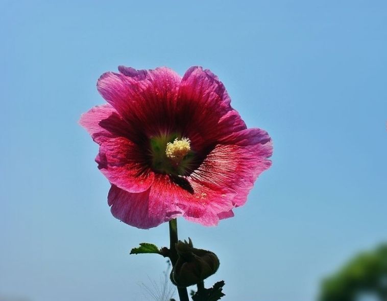 「诗词鉴赏」蜀葵花开 盛艳天地—古诗词里的蜀葵花