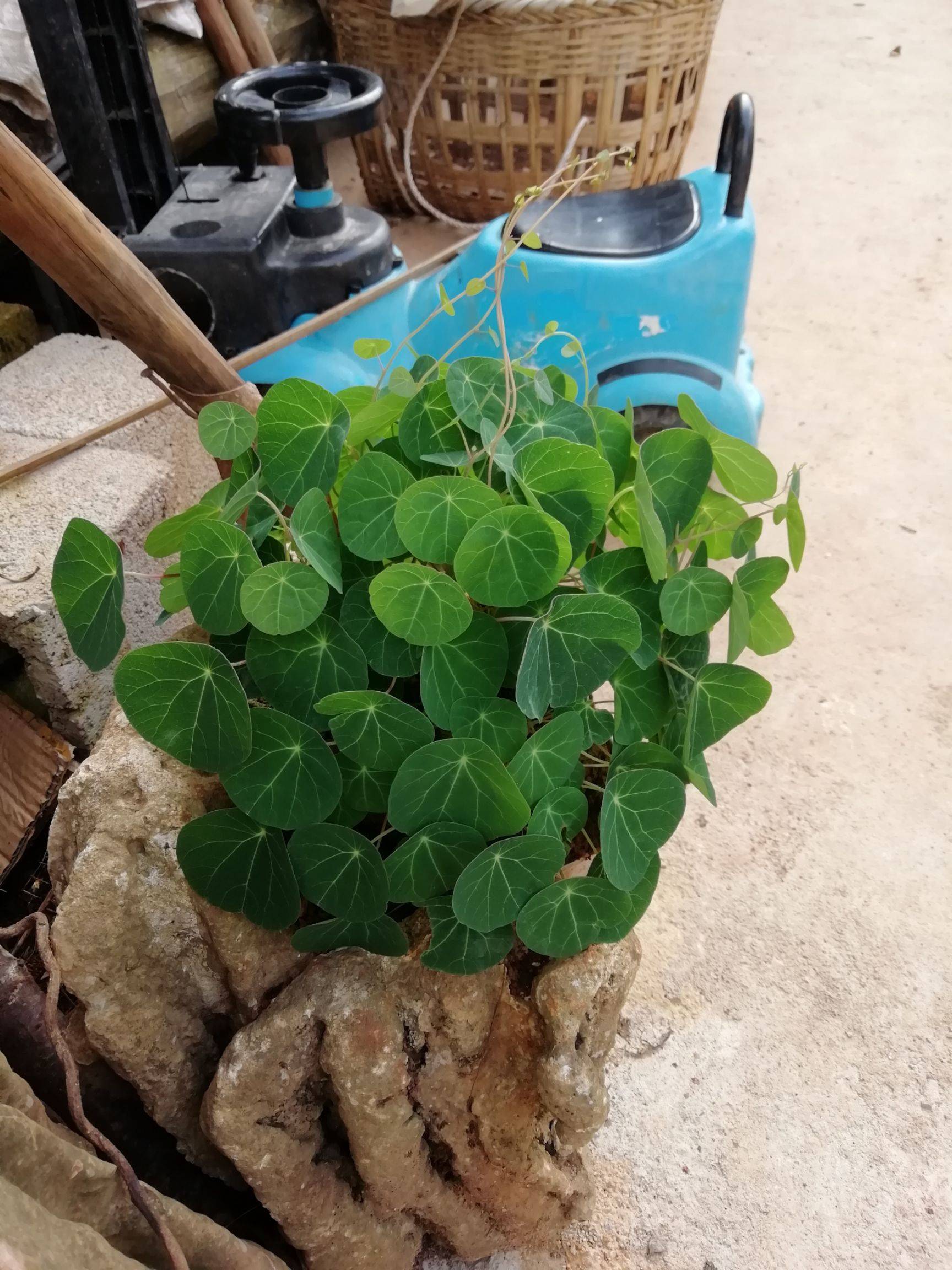 爬藤植物山乌龟