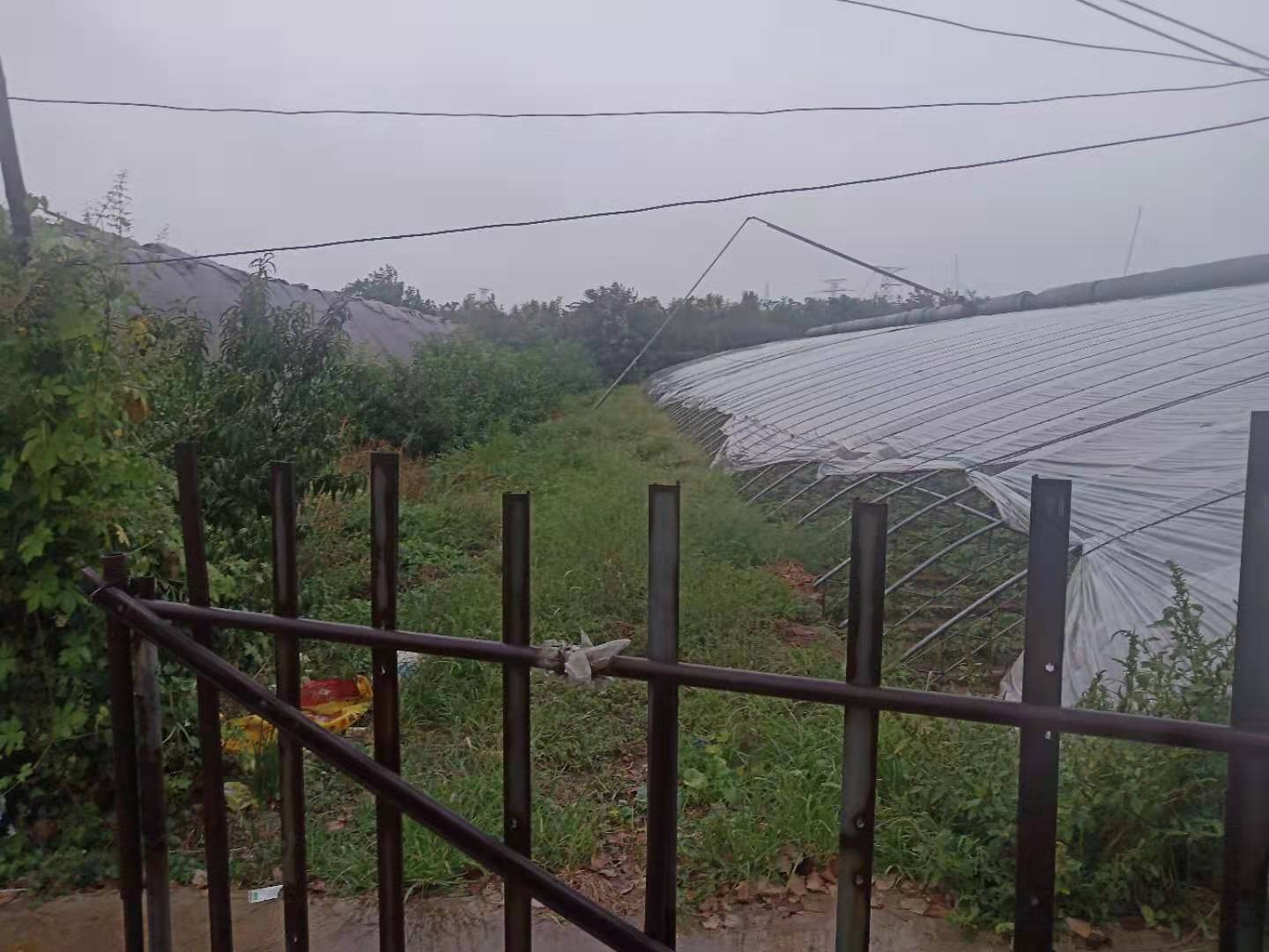 河北邢台内丘100亩大棚果园出租，12万/年，30年租期可做休闲农旅