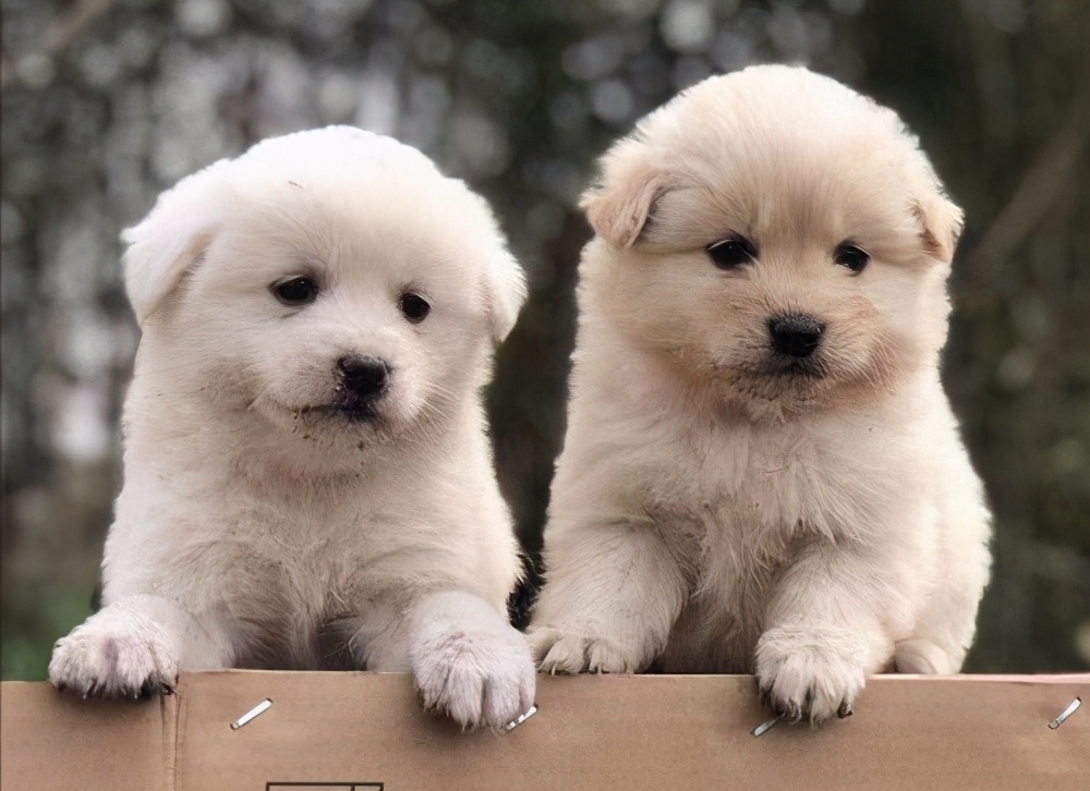 母狗为什么把幼崽“叼”到主人面前呢？背后隐藏了这些事