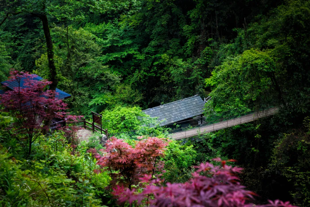 賞秋來這裡什邡神瀑溝紅楓林金秋醉美風景上線