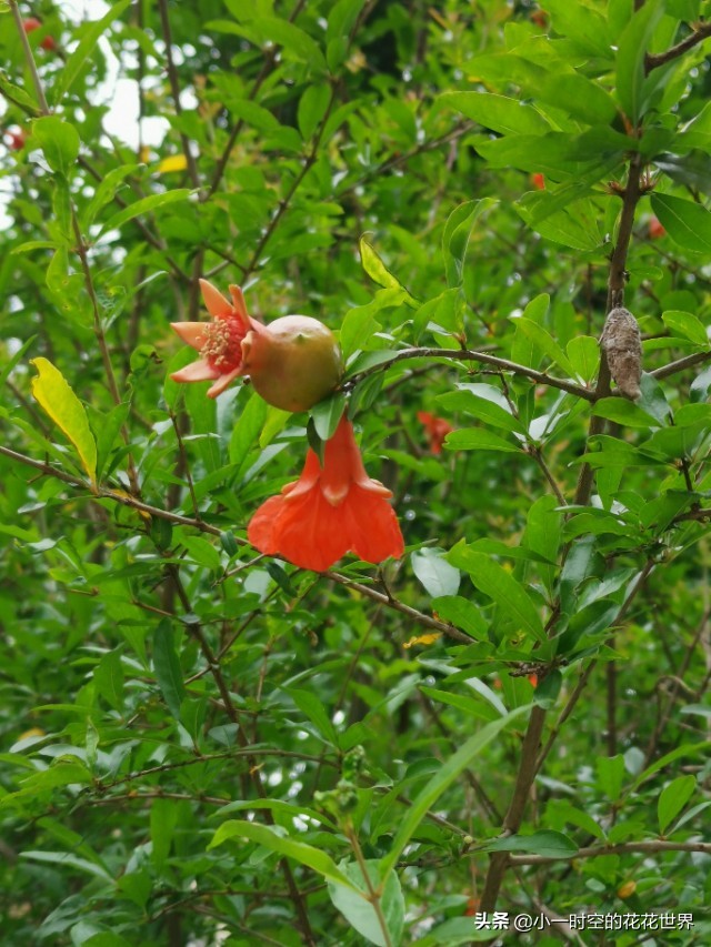 诗情花意：夏花灿烂，最美是这朵。两首古诗，尽述此花之妙！