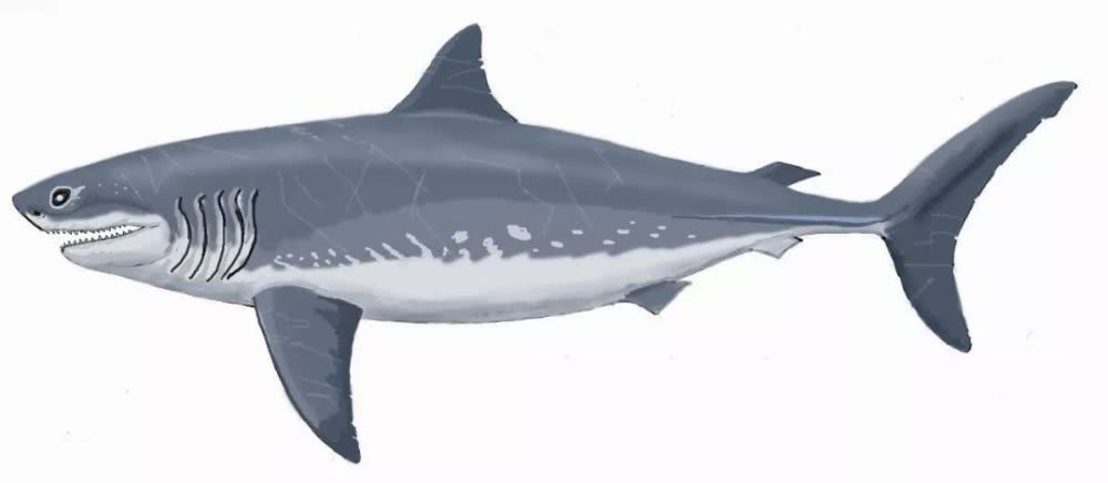 梦到鲨鱼在水里游是什么意思_达一风水网