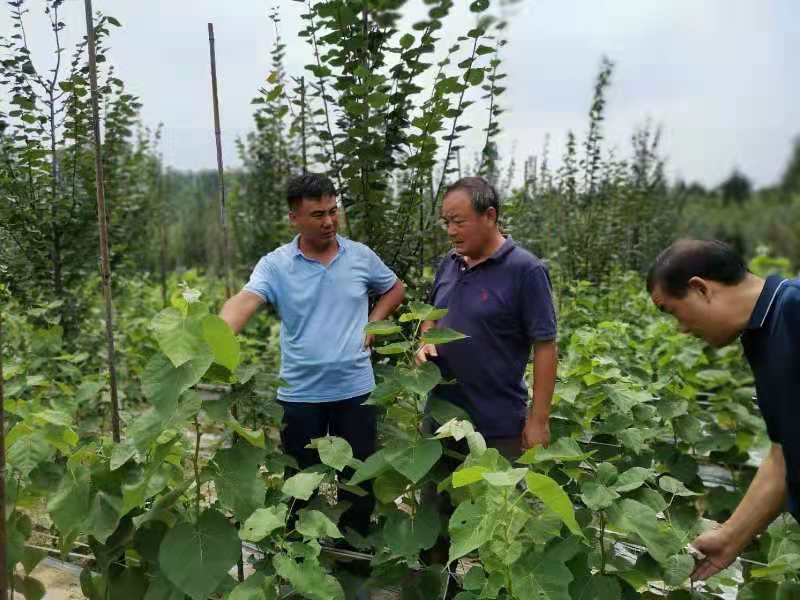 易于养护，抗逆性强！乡土树种为何总当配角？