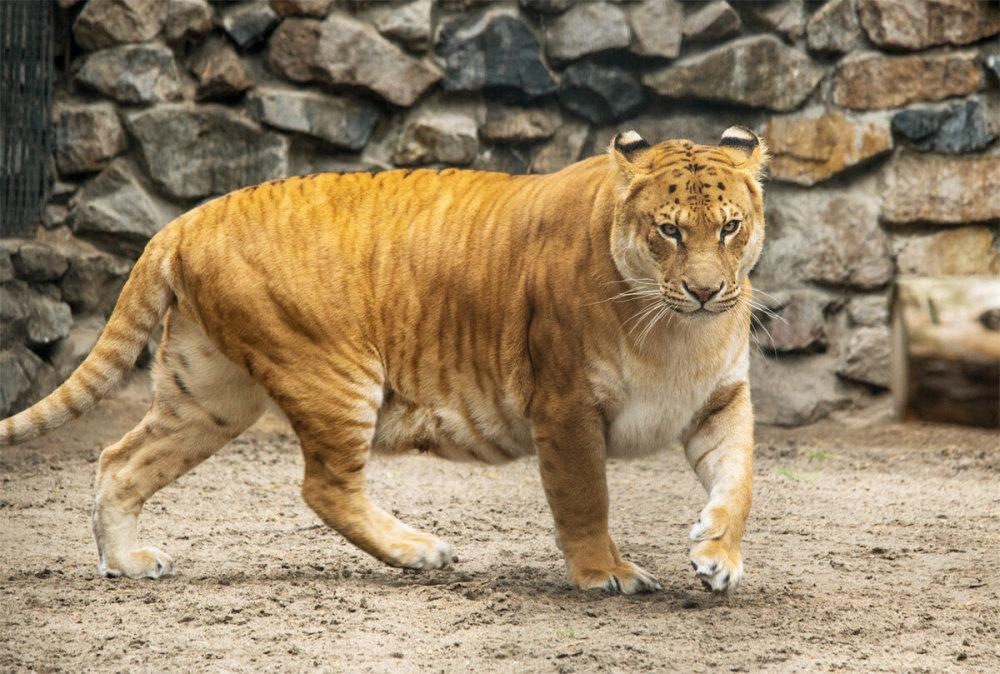 獅虎獸擁有獅子和老虎的血統,體重500公斤,為何不堪一擊?