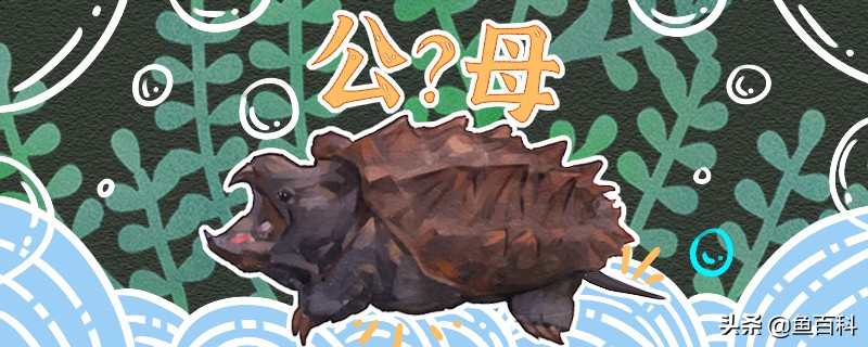大鳄龟如何区分公母：乌龟性别鉴别方法