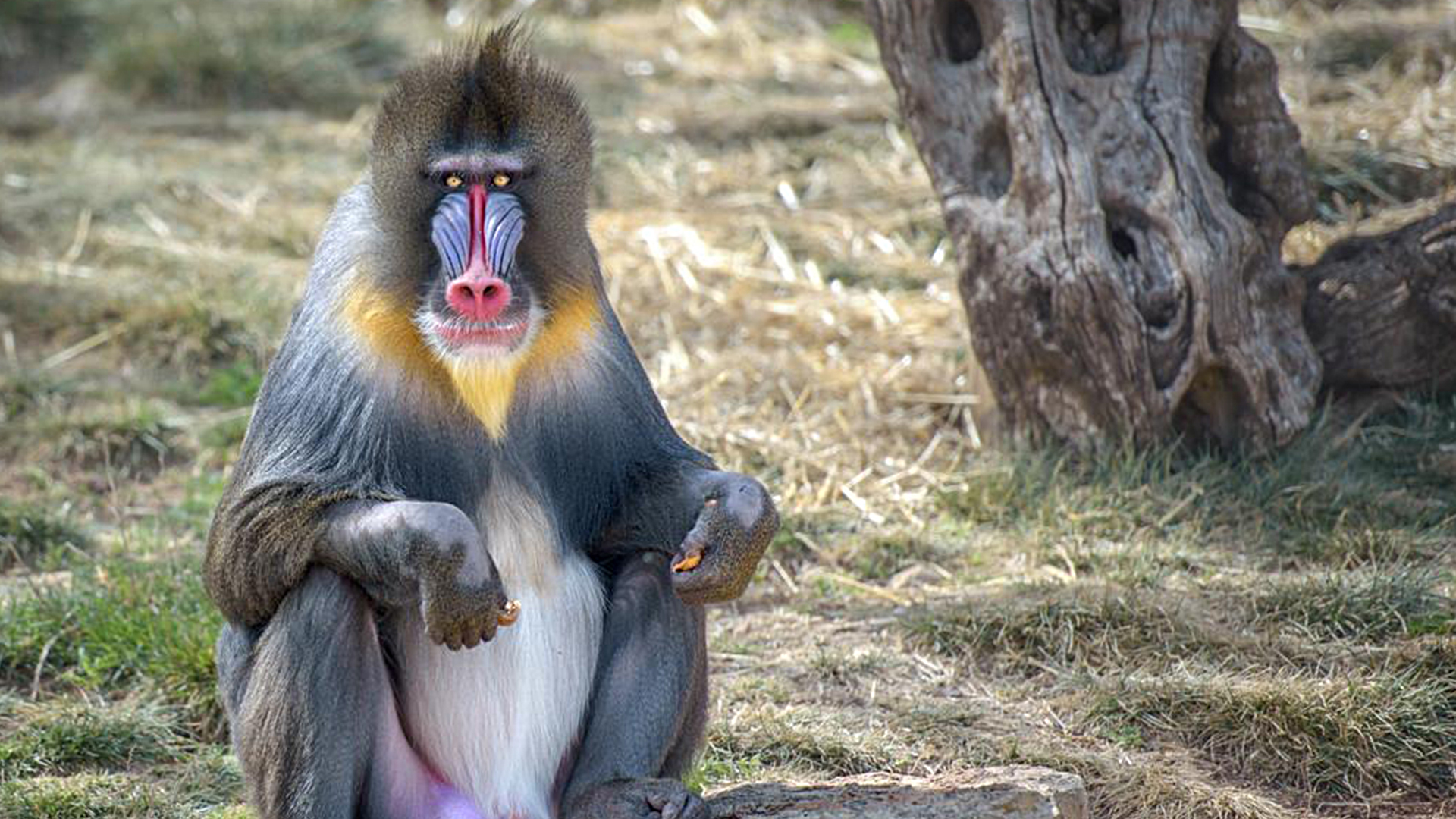 山魈,是世界上最大的猴科灵长类动物,它的身形酷似狒狒,但是面部极具