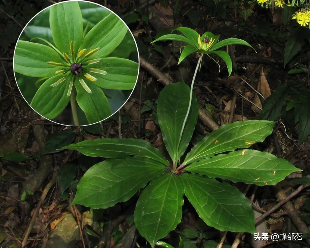 竹林中的“黄金”，数量稀少价值还高，现如今市场上卖300元一斤