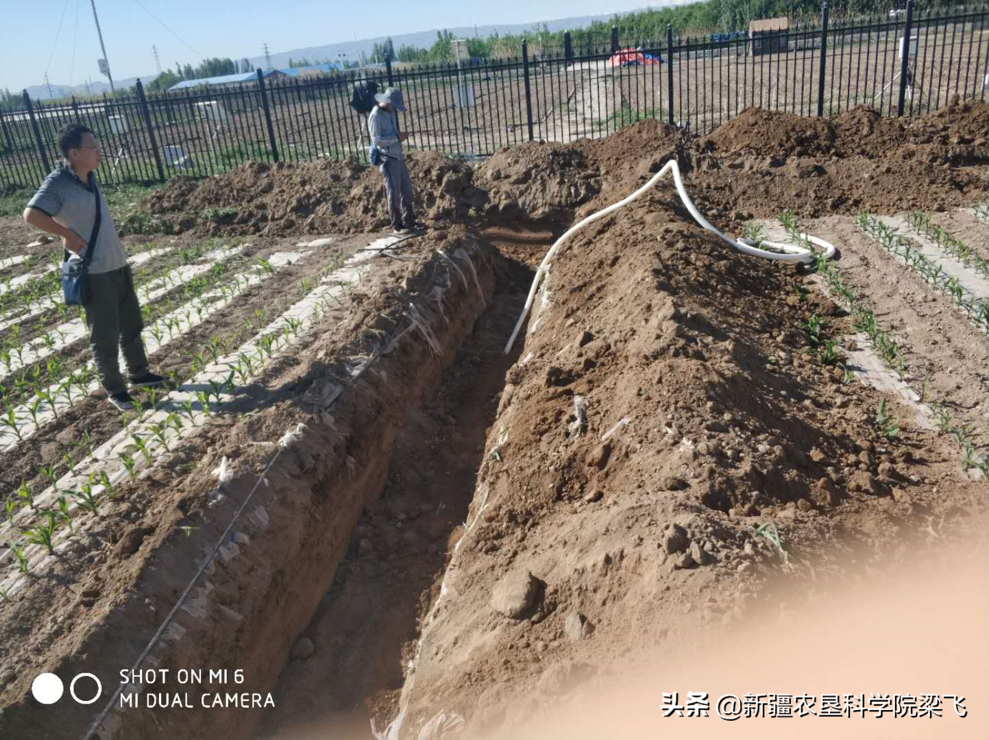 为什么地里的盐碱斑，年年改良年年有呀？