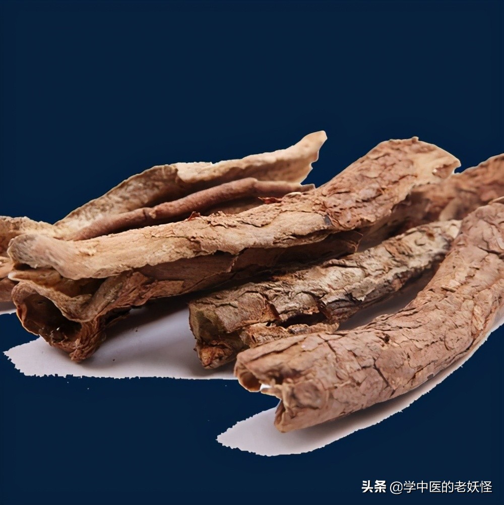 每日一中药——五加皮