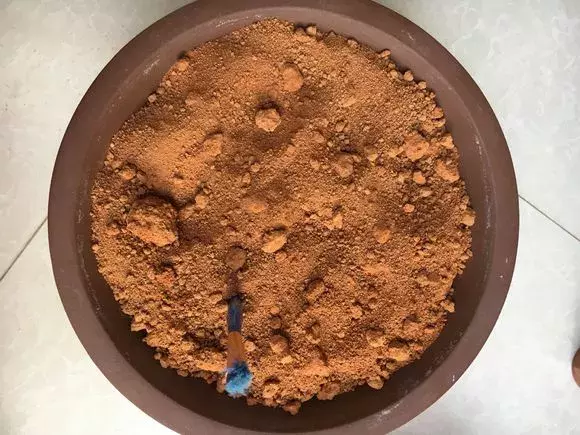 杜鹃茶花插不活,枝条在泥巴里打个滚,大白根呼呼长,新芽猛冒!