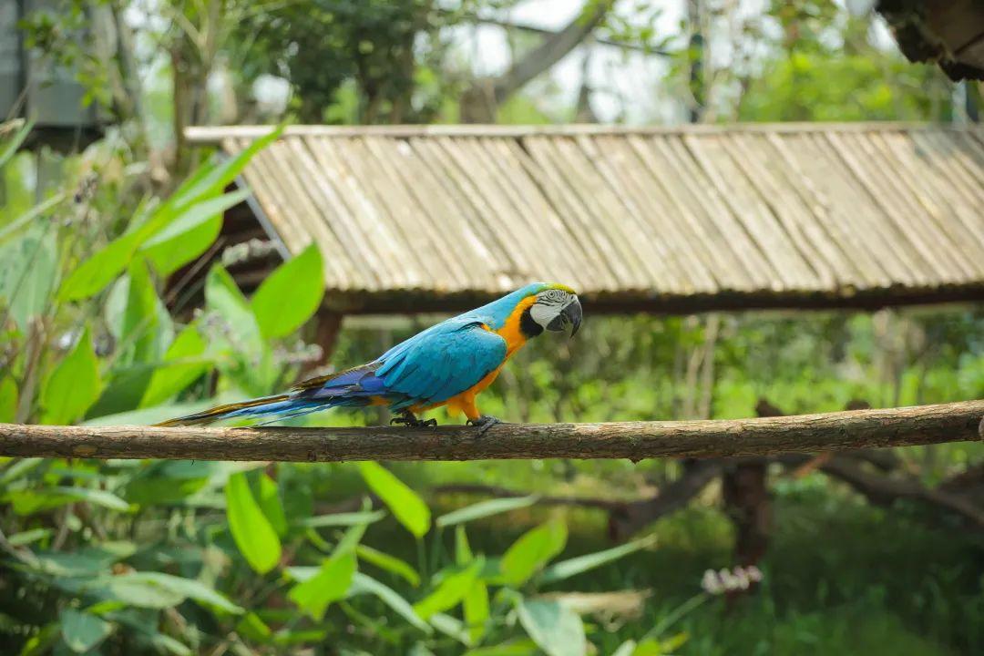南通森林野生动物园门票成人票-开沙岛旅游网