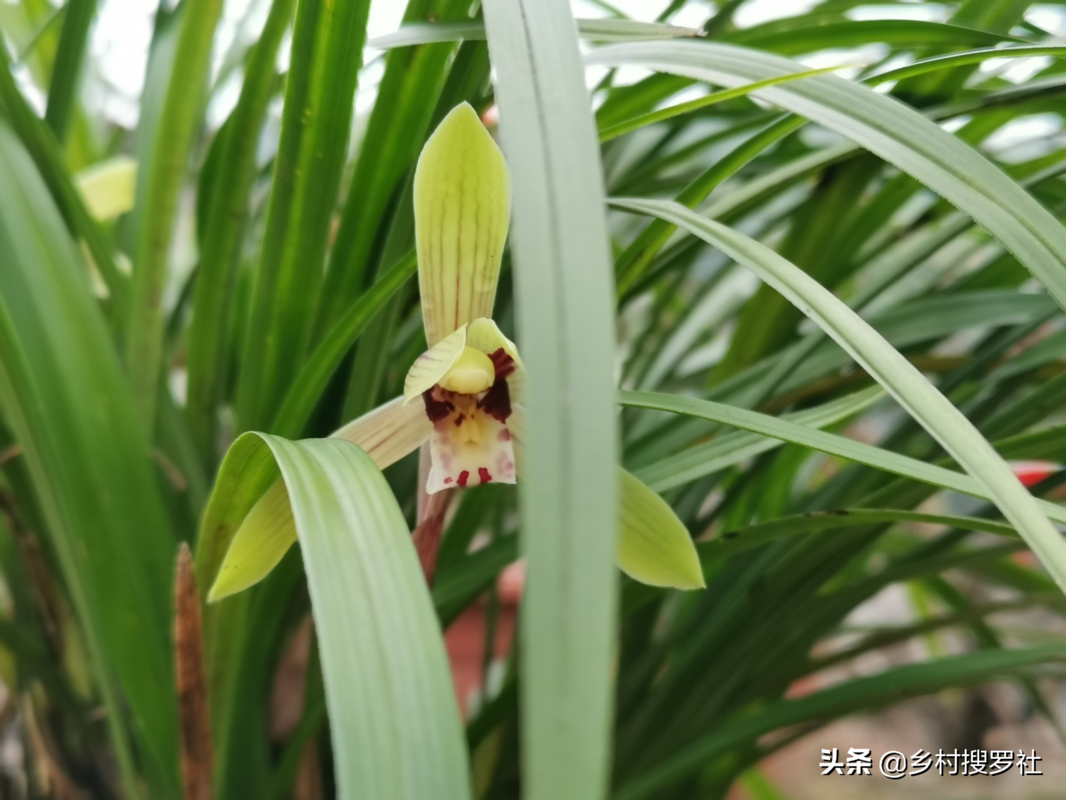 兰花开花的迷信说法(卧室养兰花，花旺人多病？是科学，还是迷信)