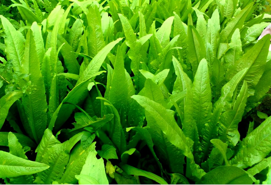 处暑吃什么蔬菜 推荐十种蔬菜[ 哪些蔬菜是感光蔬菜] - 行业资讯 - 八