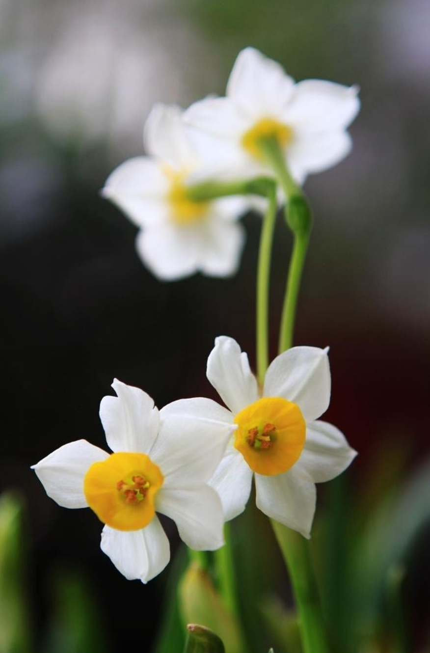 水仙花开迎春来，古诗词里的水仙花，素洁幽雅，超凡脱俗