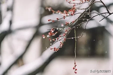 描写梅花坚强不屈品质的诗句(10首赞扬梅花迎风傲雪精神的诗句)