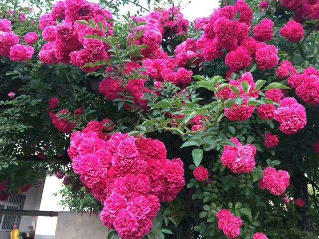 今天给大家分享的是一种号称"天下第一香"的蔷薇科花卉——甜蜜红木香