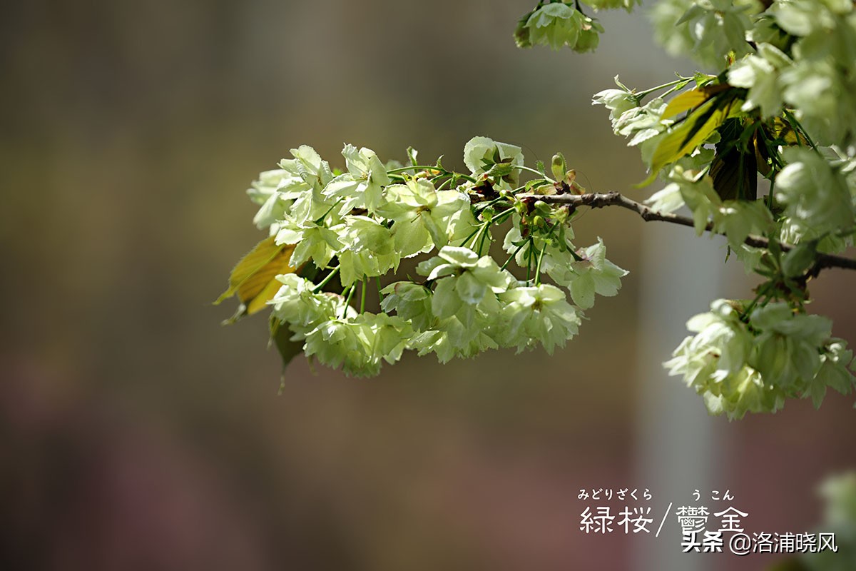 日本樱花文化（内涵揭秘日本樱花文化背后的冷知识）