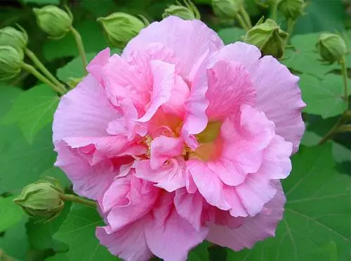 100种花的花语，太全了！ 第1张