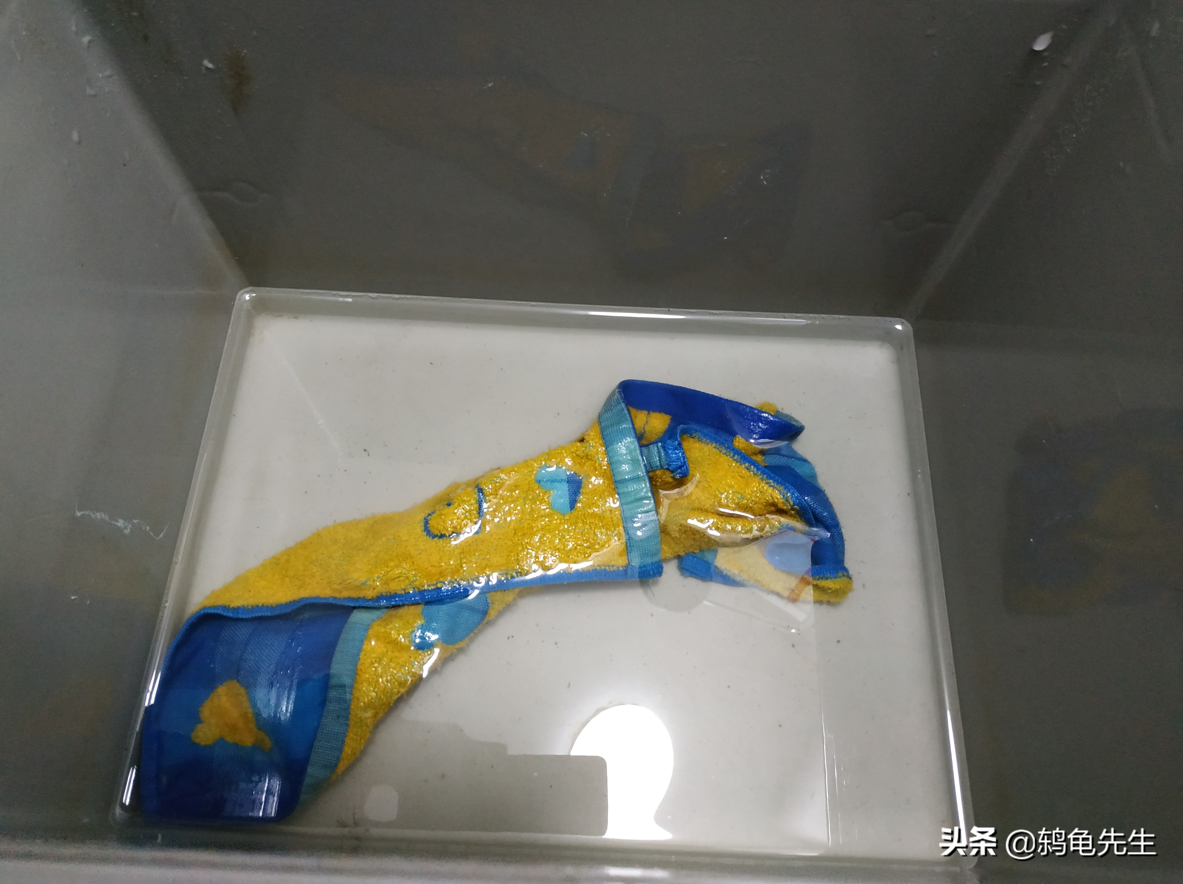 长三角地区乌龟如何冬眠好？湿毛巾冬眠法简单易行，详解操作方法