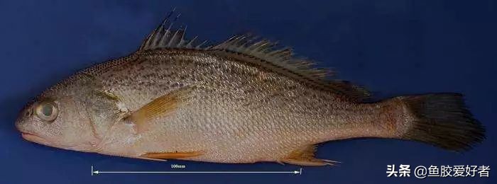 赤嘴鳘鱼胶：最复杂的鱼胶品种，也是最受欢迎的品种？全面解答