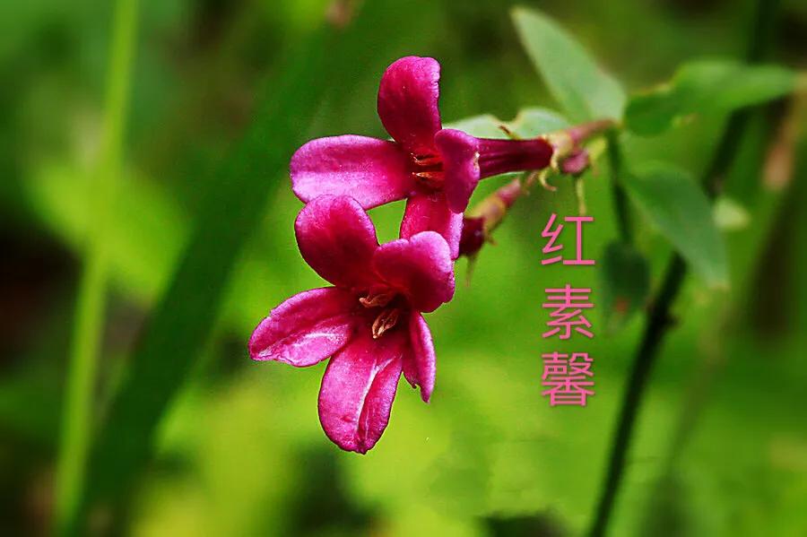 迎春花长什么样子的（迎春花品种介绍大全）