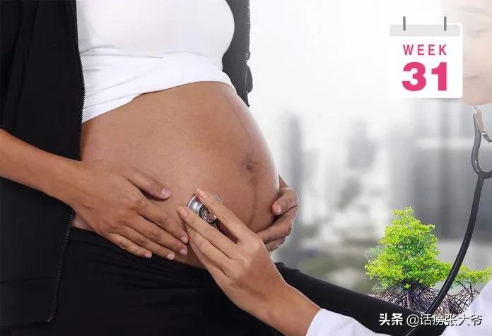1至40周胎儿发育过程图