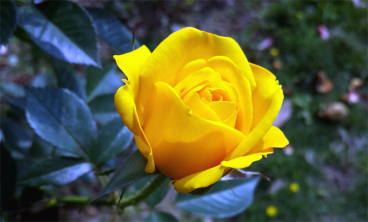 黄玫瑰花语是什么（千万不要轻易送黄玫瑰给恋人）