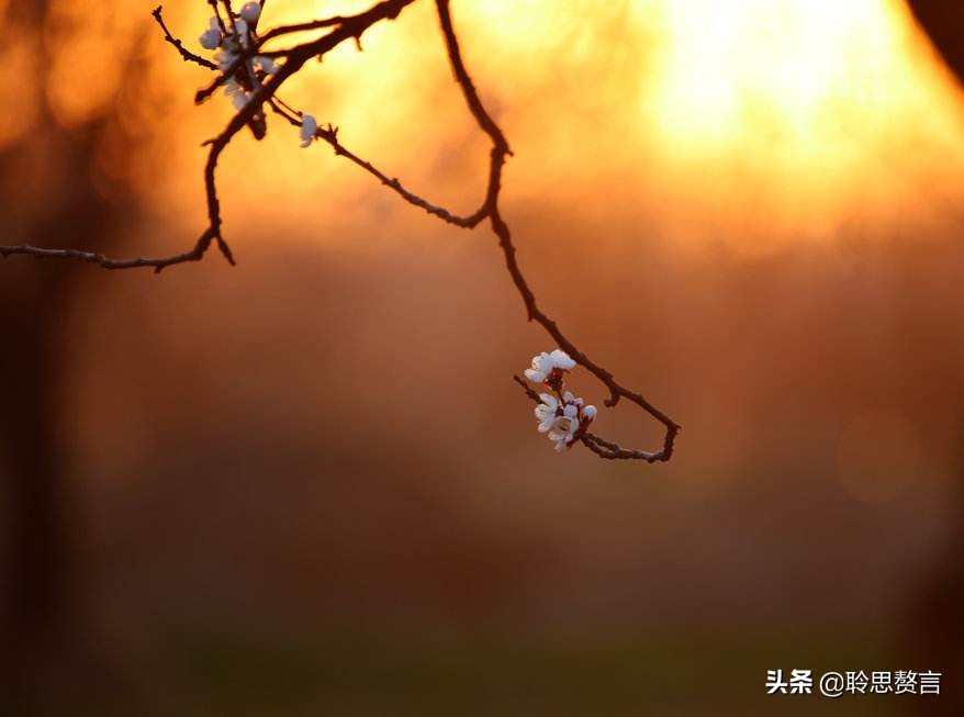 怀旧诗词精选一十五首 人生到处知何似，应似飞鸿踏雪泥