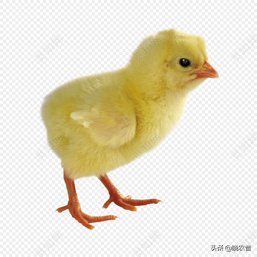 如何养小鸡仔？