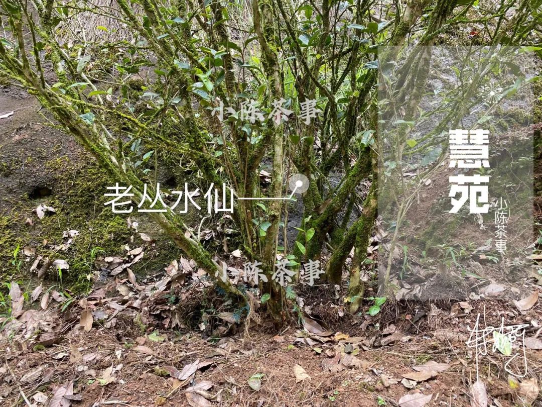 青苔味、苔藓味、丛味、木质味，谁才是武夷岩茶老丛水仙的原味？