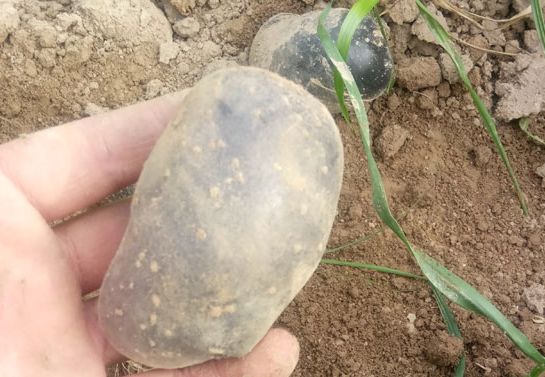 紫土豆营养丰富，味道鲜美，天然颜色让人更有食欲