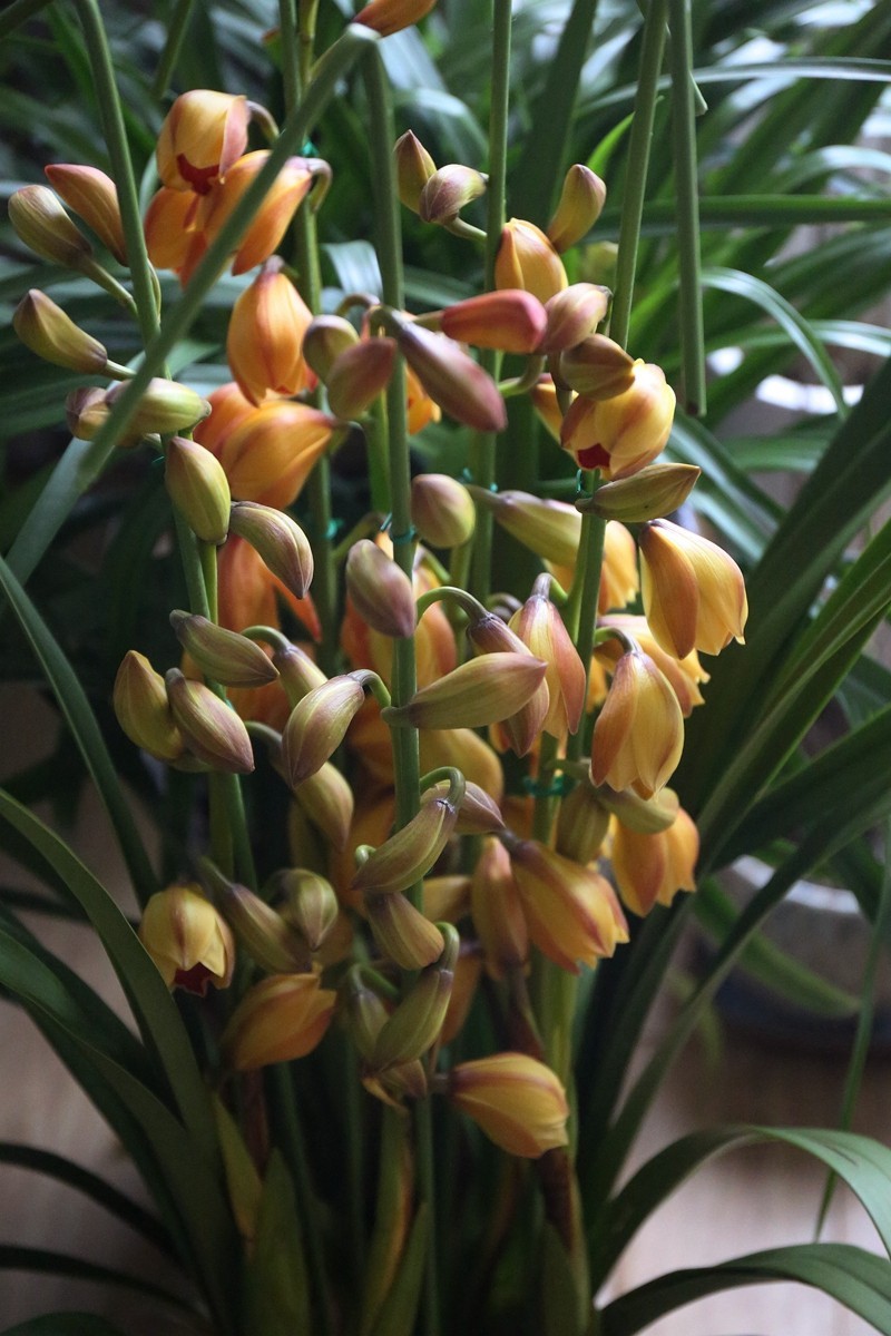 大花蕙兰的花语是什么,丰盈祥和/高贵雍容_达一风水网