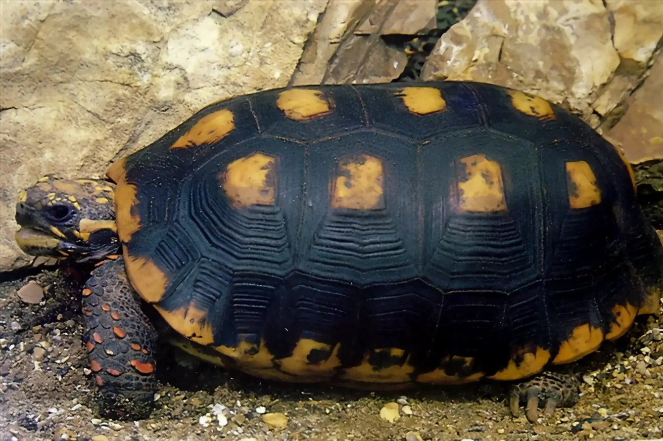 乌龟的种类图片及名称（乌龟的品种图片）