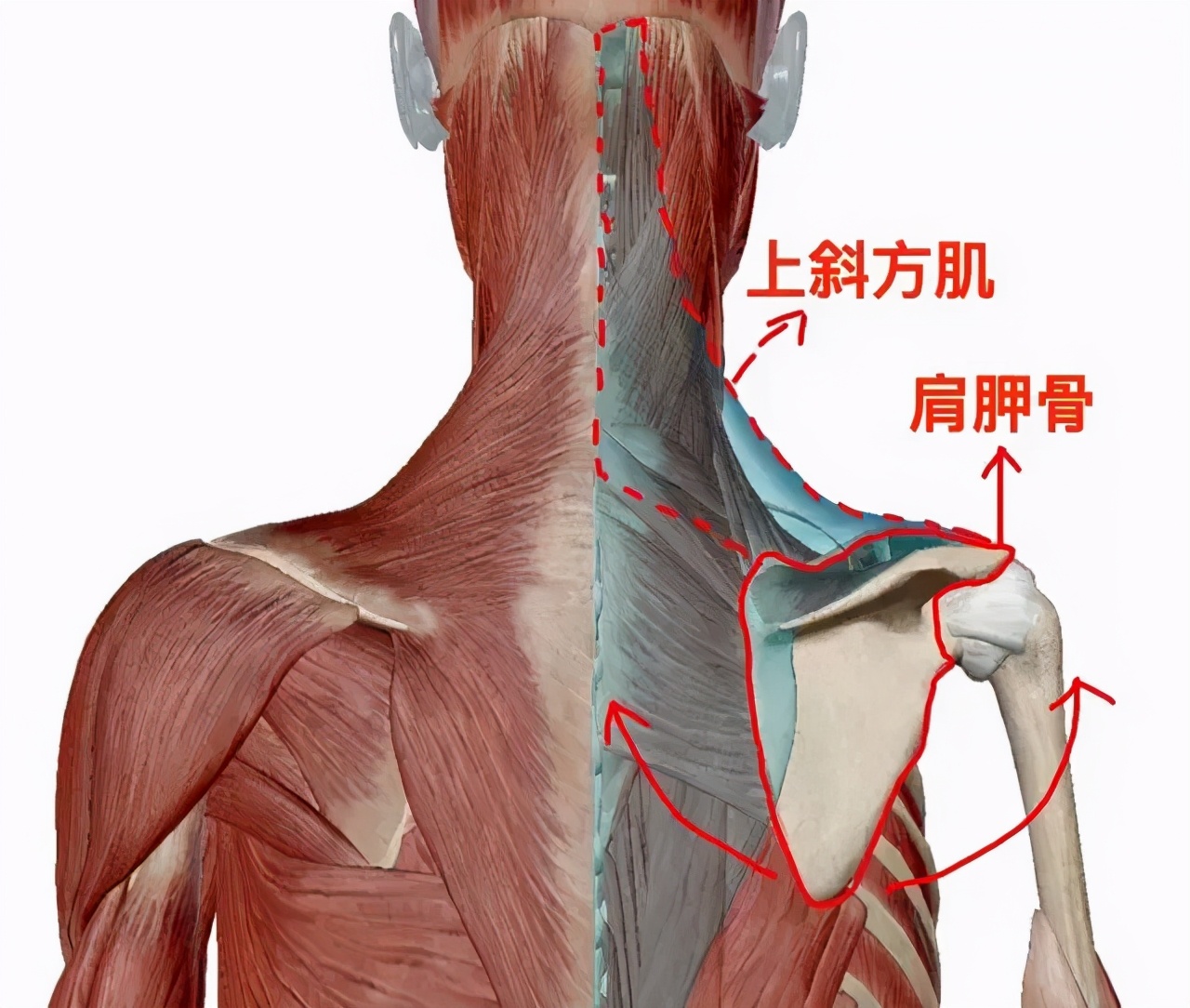 鞠婧祎最真实生图流出，山根粗壮被嘲水泥柱，有没有整容一目了然