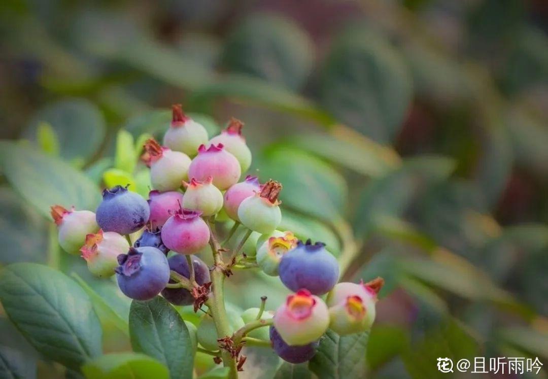 蓝莓苗耐寒零下多少度（推荐6种耐寒又好养的蓝莓苗）