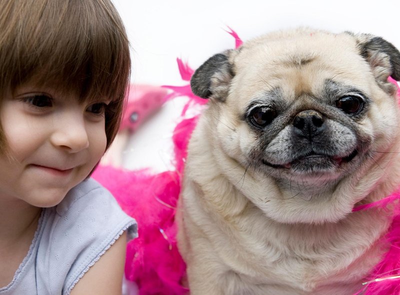 10 种最适合儿童的犬种，非常适合有小孩的家庭 - 对孩子友好且可爱