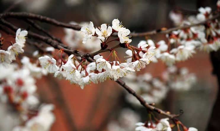 「诗词鉴赏」春风尽属樱桃花，古诗词里的樱桃花，繁英如雪