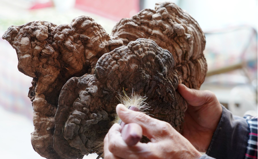 野生灵芝一颗能卖2万元？和人工种植的灵芝哪个更好？