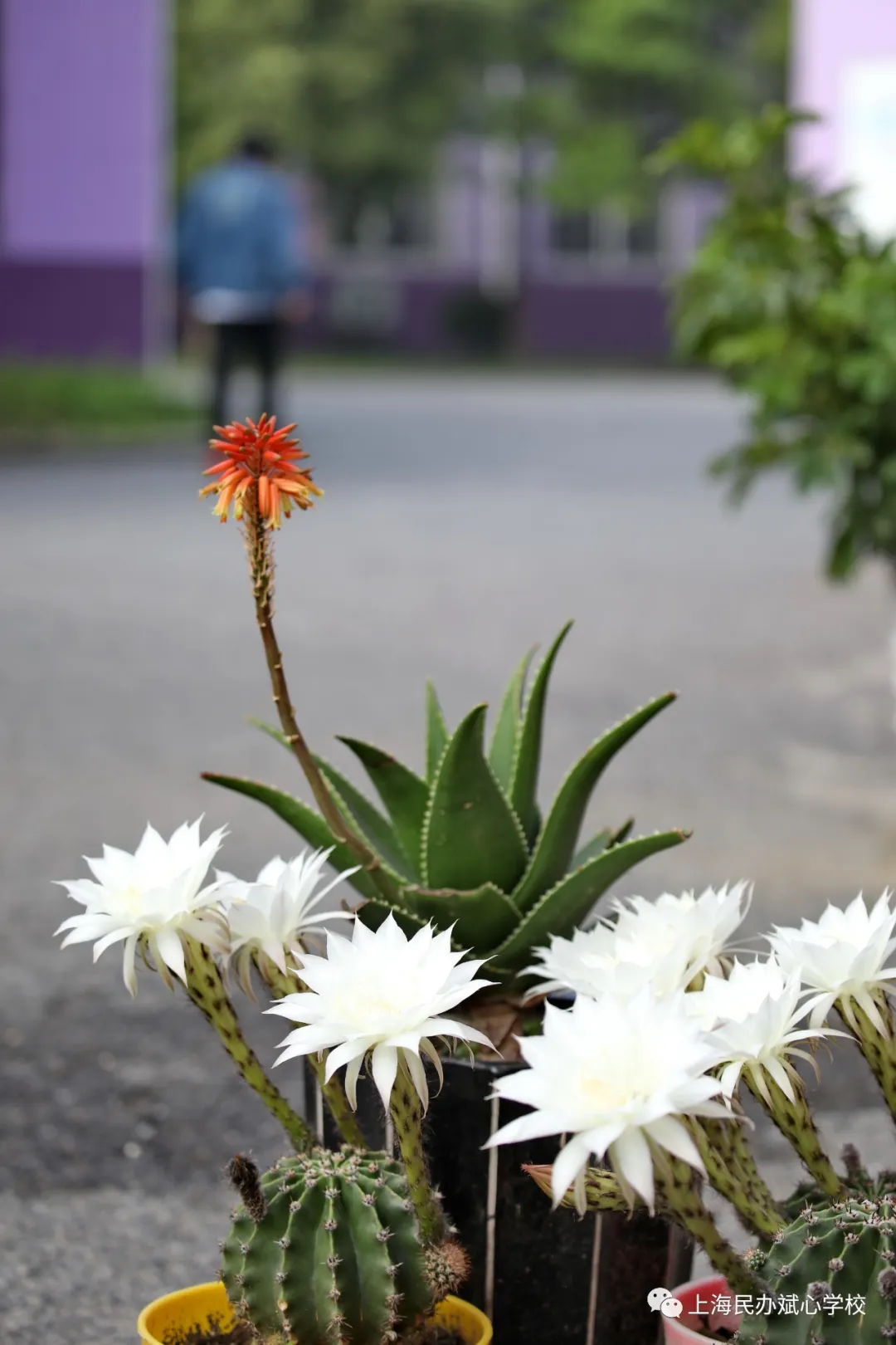 仙人球花赞——我很丑可是我很温柔（上海斌心学校）