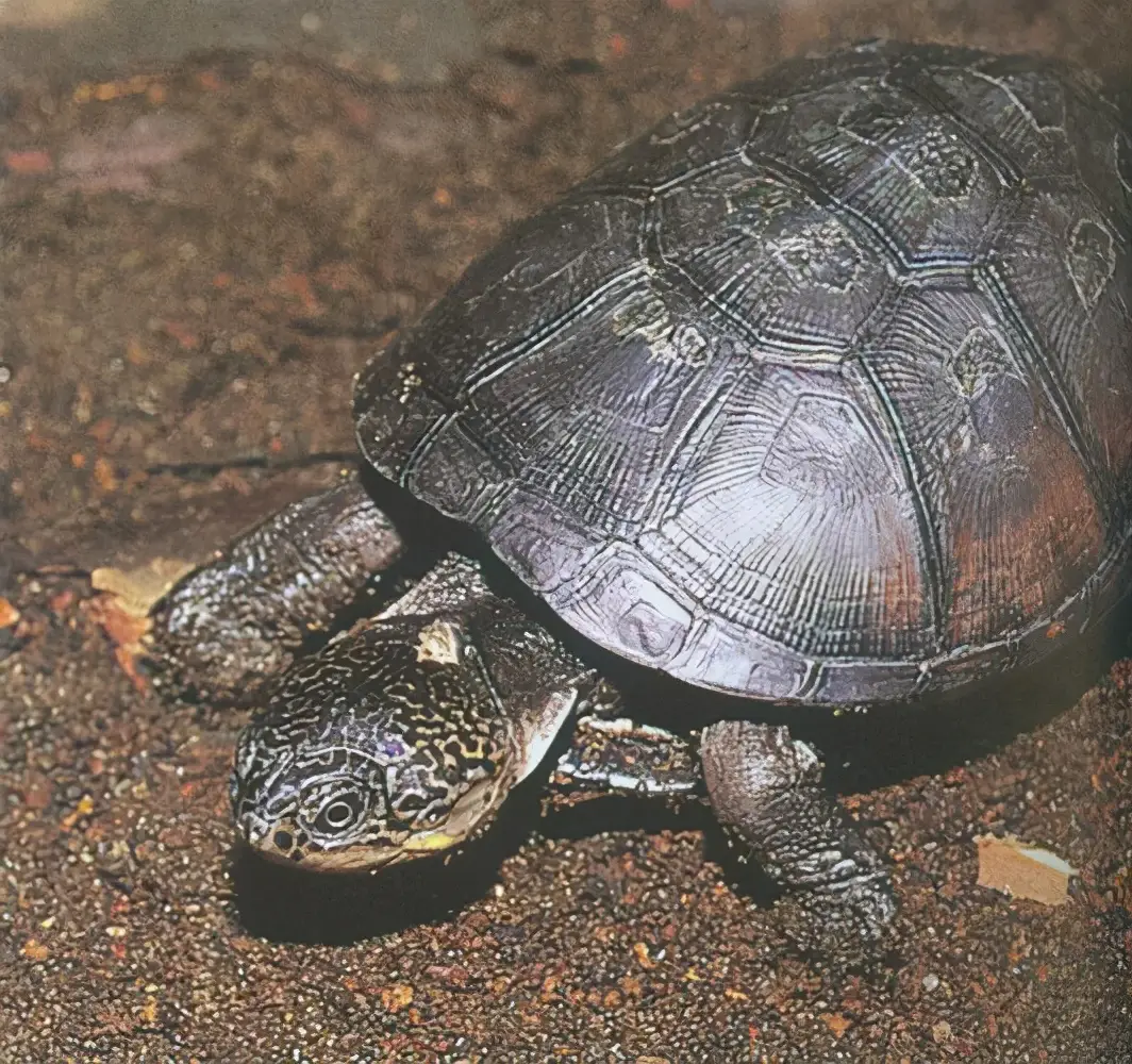 乌龟的种类图片及名称（乌龟的品种图片）