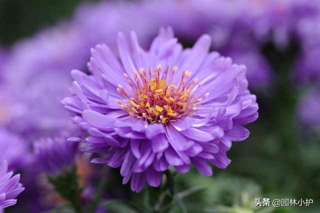 菊花的花语是什么（不同品种的菊花花语千万别送错了哦）