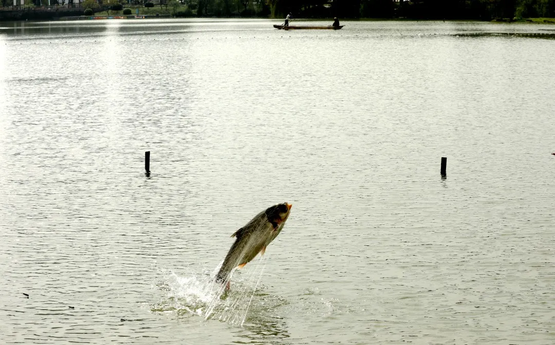 金职喊你免费吃鱼啦