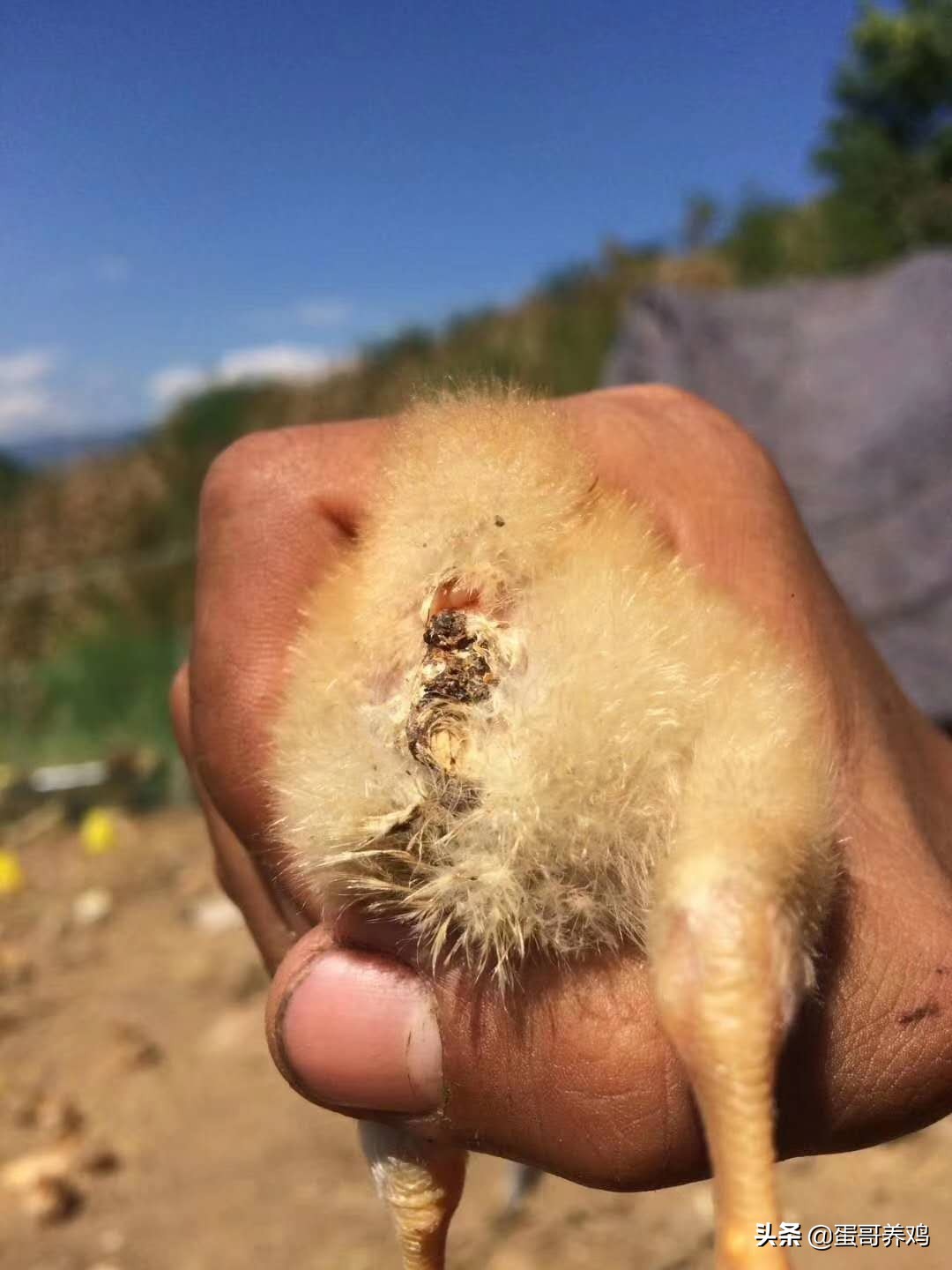 婴儿小鸡头红的照片(家禽诊断技术丨鸡场兽医如何快速判断鸡常见病)
