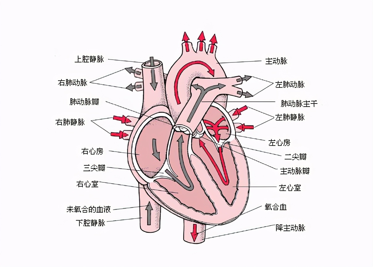 普通人如何看懂心电图：简易解读方法指南