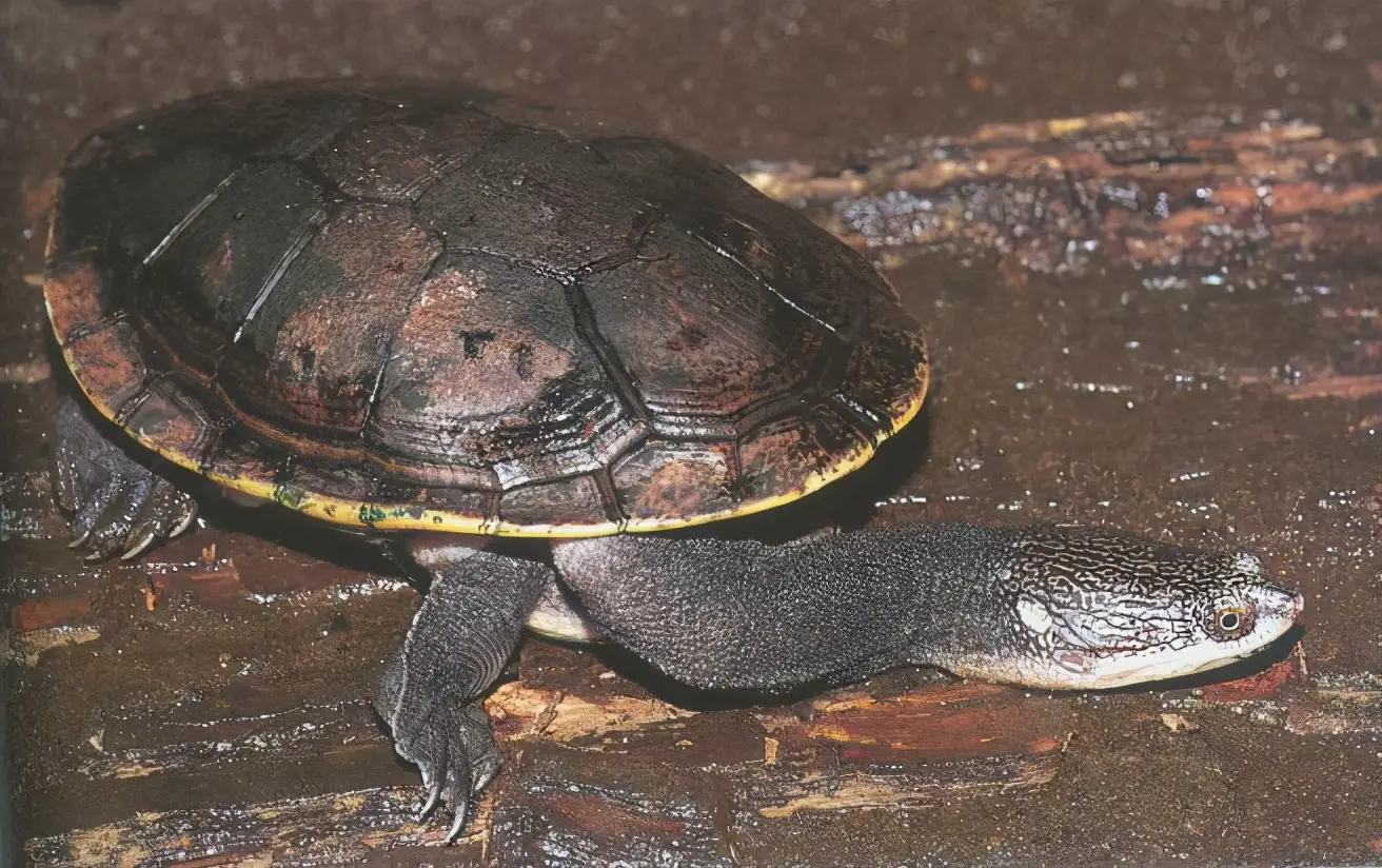 乌龟的种类图片及名称（乌龟的品种图片）